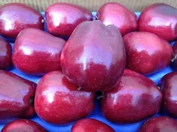 تصویر 1 از خرید و قیمت سیب قرمز گرنی اسمیت + فروش عمده